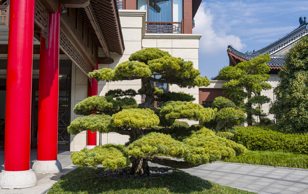 松树.jpg